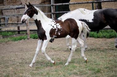 H&eacute;lios &agrave; 3 mois et demi, 7 Ao&ucirc;t 2017