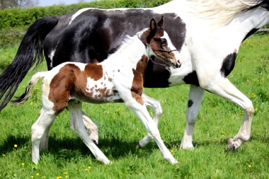 H&eacute;lios &agrave; 14 jours, 10 Mai 2017