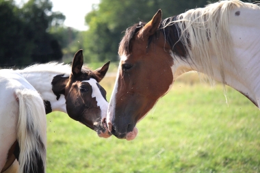 H&eacute;lios, 14 et 16 Ao&ucirc;t 2017