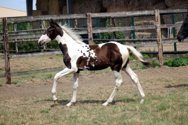 H&eacute;lios &agrave; 3 mois et demi, 7 Ao&ucirc;t 2017