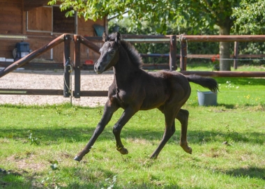 Coll. Priv&eacute; Le Guen