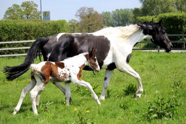 H&eacute;lios &agrave; 14 jours, 10 Mai 2017