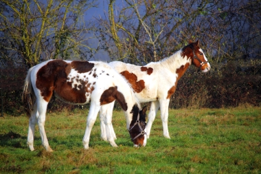 H&eacute;lios bient&ocirc;t 8 mois, D&eacute;cembre 2017