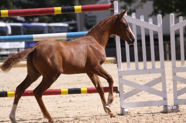 Cam&eacute;lia du Soleil