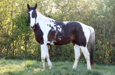 <b>H&eacute;lios, 3 ans, avril 2020</b>                                                     