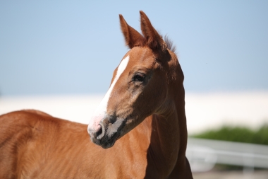 One Noise du Fleuve SF