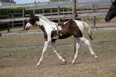 H&eacute;lios &agrave; 3 mois et demi, 7 Ao&ucirc;t 2017