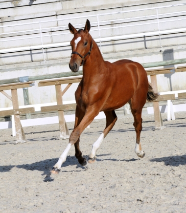 Aloha Diam 6&eacute;m Femelles Foal Championnat de France SF St Lo