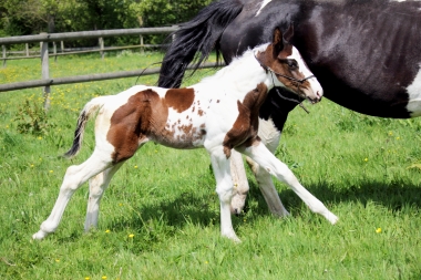 H&eacute;lios &agrave; 14 jours, 10 Mai 2017