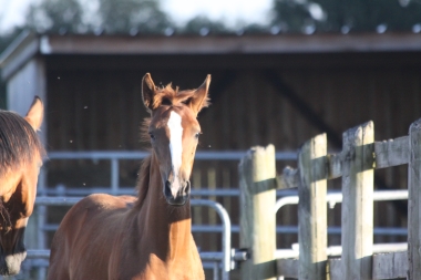 Tinka &agrave; 4 mois