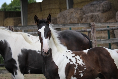 H&eacute;lios &agrave; 3 mois et demi, 7 Ao&ucirc;t 2017