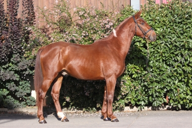 Bentley &agrave; 2 ans