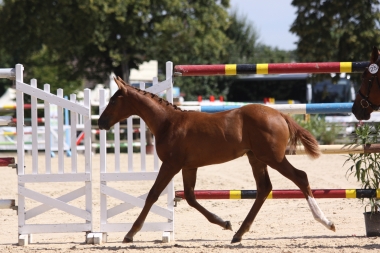 Cam&eacute;lia du Soleil