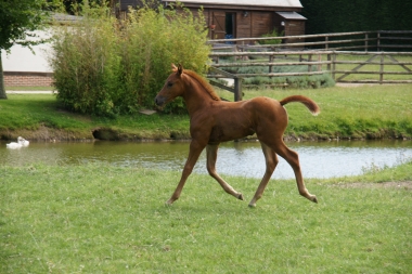 B&eacute;guin de Pl&eacute;ville par Sandro Boy