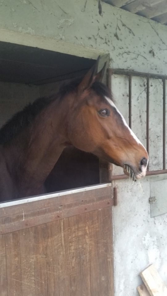 Okla Gaffeli&egrave;re SF