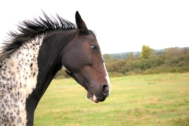 Vision D&eacute;cembre 2015 et en 2016