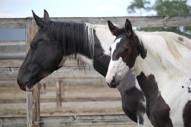 H&eacute;lios &agrave; 3 mois et demi, 7 Ao&ucirc;t 2017