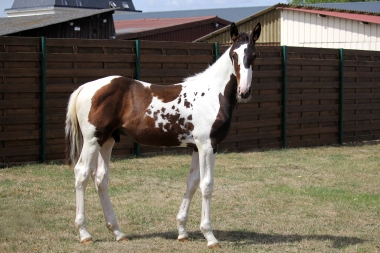 H&eacute;lios &agrave; 3 mois et demi, 7 Ao&ucirc;t 2017