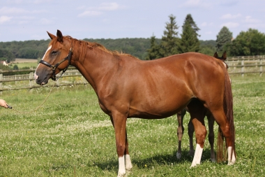 Rafale de Pontli&egrave;re