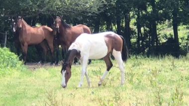 Ir&eacute;sistible Montd&eacute;sir SF
