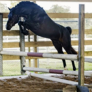 Cadlanvalley Manhatan approuv&eacute; ISR Oldenburg