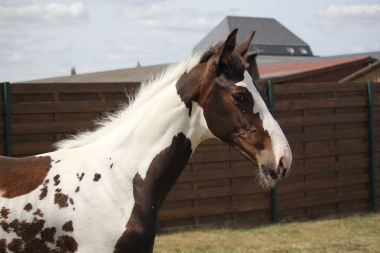 H&eacute;lios &agrave; 3 mois et demi, 7 Ao&ucirc;t 2017