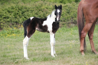 Heroine du Fleuve Z Z