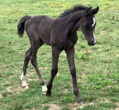 Coll priv&eacute; Le Guen