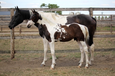 H&eacute;lios &agrave; 3 mois et demi, 7 Ao&ucirc;t 2017