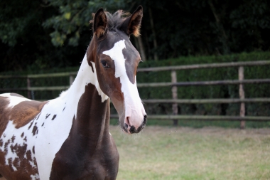 H&eacute;lios &agrave; 3 mois et demi, 7 Ao&ucirc;t 2017
