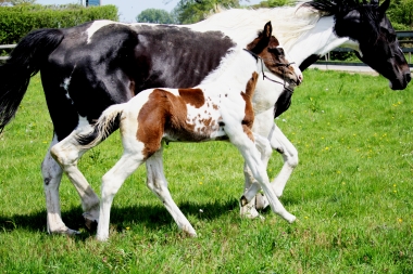 H&eacute;lios &agrave; 14 jours, 10 Mai 2017
