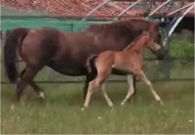 Loustik des c&egrave;dres SF