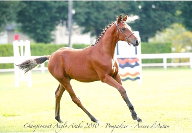 Autan d'Arsene  4&eacute; championnat de france Anglo Arabe foals