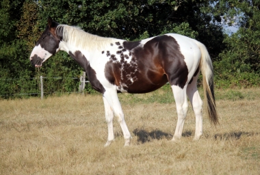 <b>H&eacute;lios, 2 ans, ao&ucirc;t 2019</b>                                                               