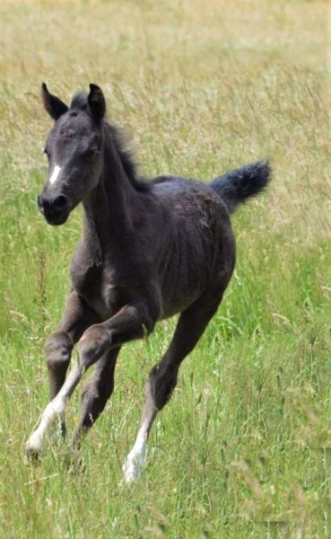 Coll priv&eacute; Le Guen