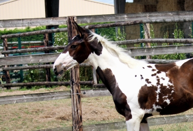H&eacute;lios &agrave; 3 mois et demi, 7 Ao&ucirc;t 2017