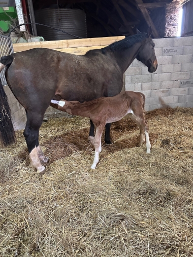 PRESTIGE D'ARMELLE SF