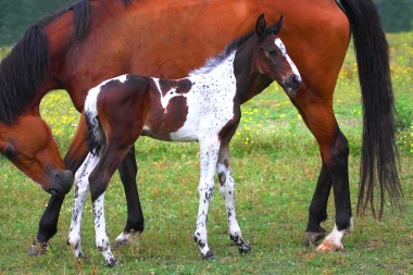 Vision 2009, naissance &agrave; 3 semaines