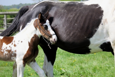 H&eacute;lios &agrave; 14 jours, 10 Mai 2017