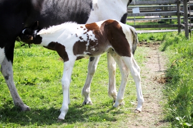 H&eacute;lios &agrave; 14 jours, 10 Mai 2017