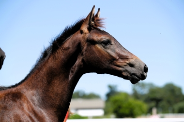 Offspring du Fleuve SF