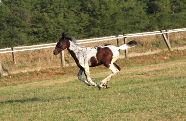 Vision &agrave; 2 mois