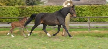 Pin' up de Pl&eacute;ville SF