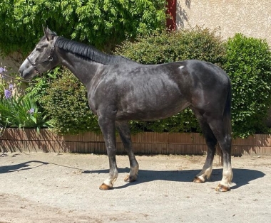 KANEVEDENN DE BASS SF