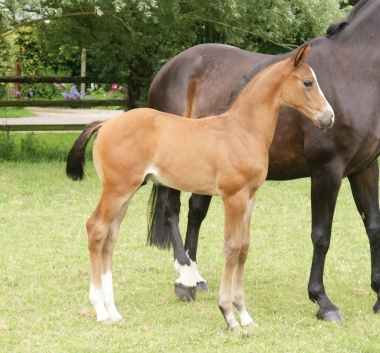 Cupidon de Pl&eacute;ville par Hicsktead