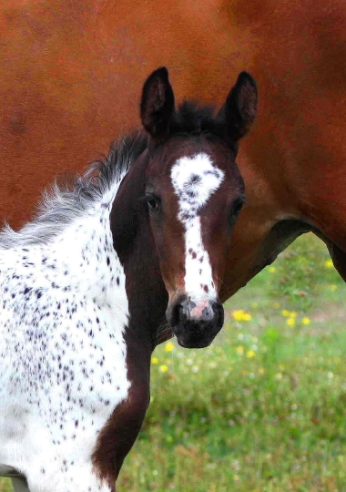 Vision 2009, naissance &agrave; 3 semaines