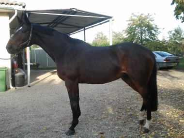 Majest&eacute; du Perchis SF